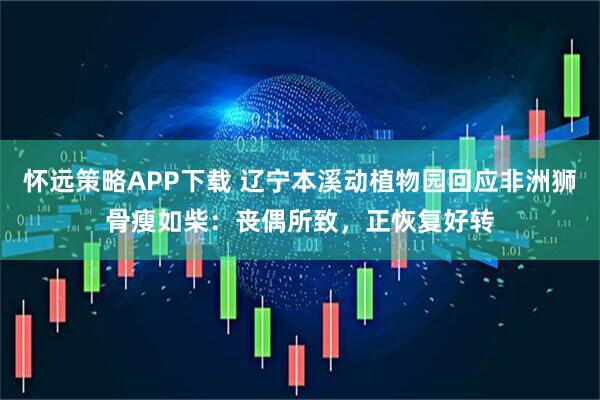 怀远策略APP下载 辽宁本溪动植物园回应非洲狮骨瘦如柴：丧偶所致，正恢复好转