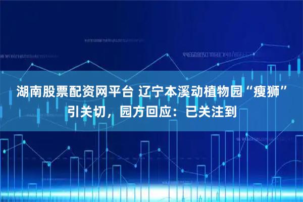 湖南股票配资网平台 辽宁本溪动植物园“瘦狮”引关切，园方回应：已关注到